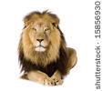 stock-photo-lion-and-a-half-years-panthera-leo-in-front-of-a-white-background-15856930.jpg