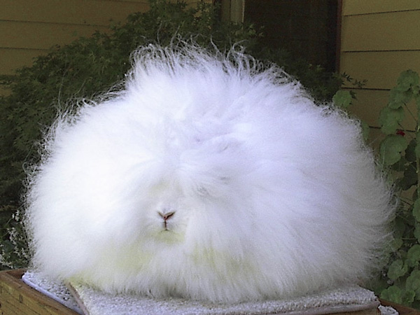 angora-1.jpg