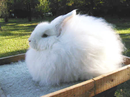 angora-4.jpg