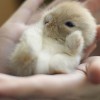 Как позаботиться о здоровье крольчат