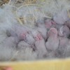 Наиболее частые причины гибели крольчат в гнезде