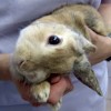 Пастереллез – скрытая угроза для кролеферм и питомников декоративных домашних кроликов