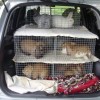 Как подготовить кролика к перевозке