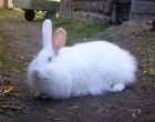 Порода кроликов Ангорская пуховая