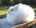 Порода кроликов Ангорская пуховая