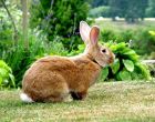 Порода кроликов Бельгийский великан (Фландр)