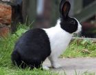 Порода кроликов Голландская (Датская)