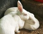 Порода кроликов Новозеландская белая