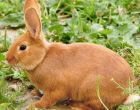 Порода кроликов Новозеландский красный