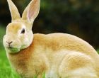 Порода кроликов Рекс