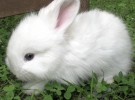 Порода кроликов Белая пуховая