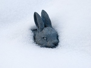 обморожение кроликов