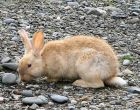 Порода кроликов Аляска