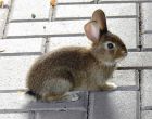 Порода Тюрингенский кролик