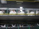 Промышленное кролиководство